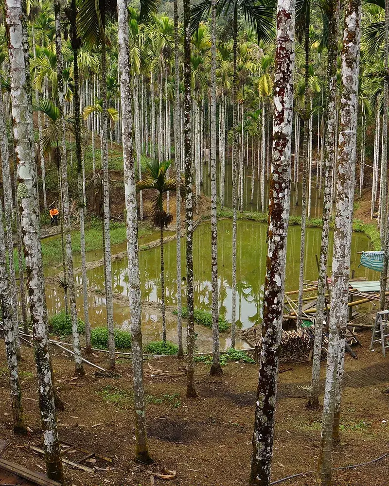 Rows of areca palms in a managed plantation