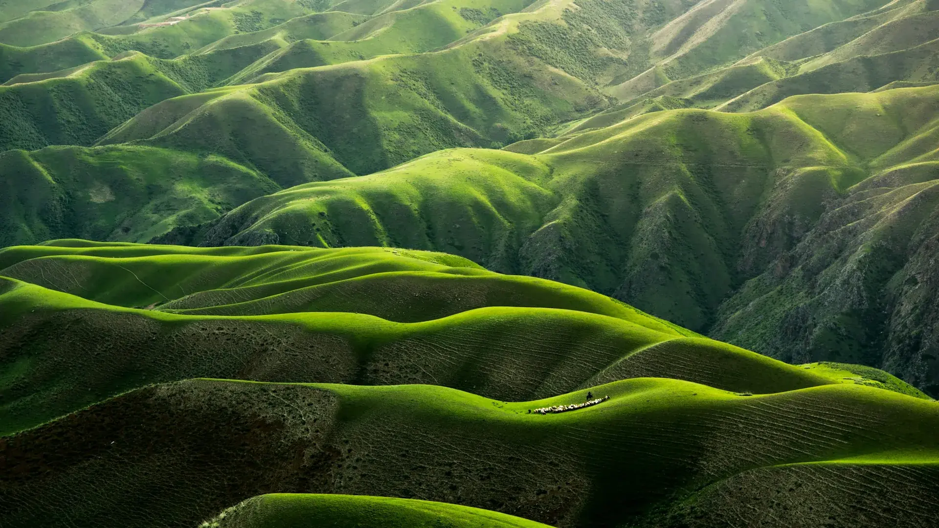 Terraced plantation hills at first light