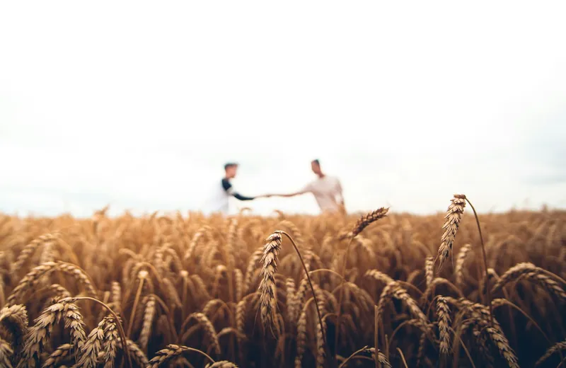 Discussing a land purchase in a standing crop