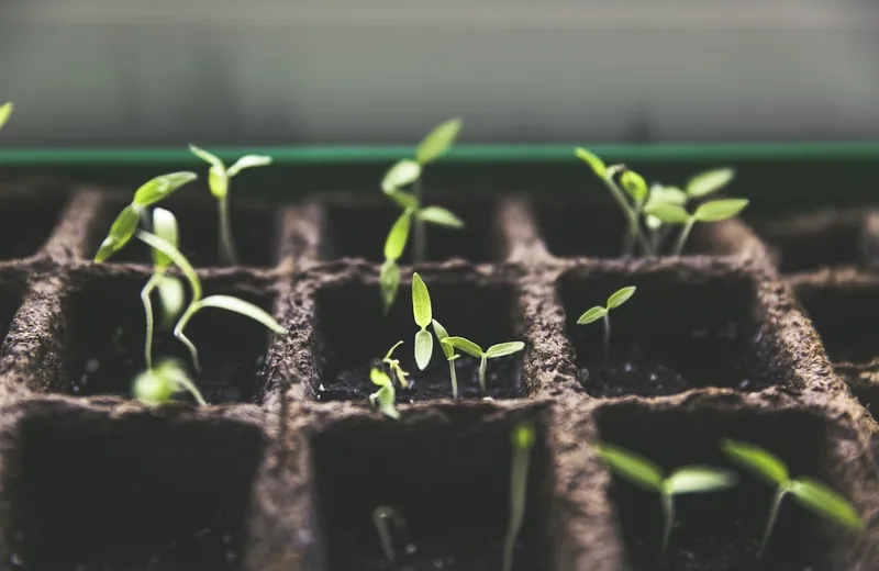 Young seedlings raised in trays