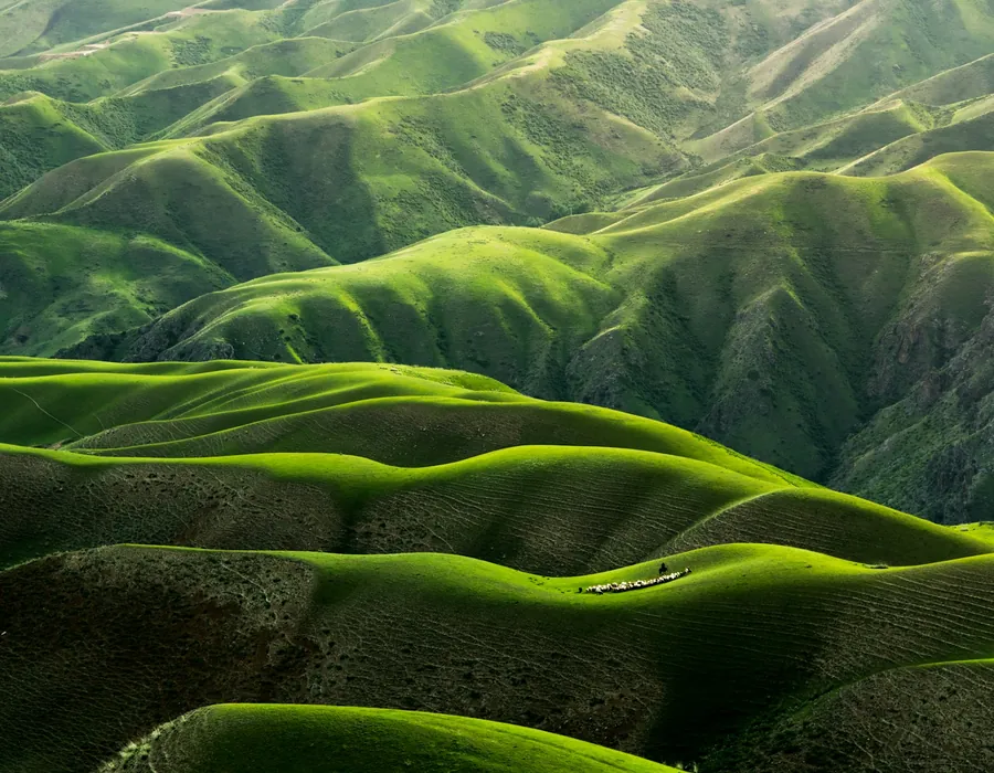 Terraced estate slopes at first light