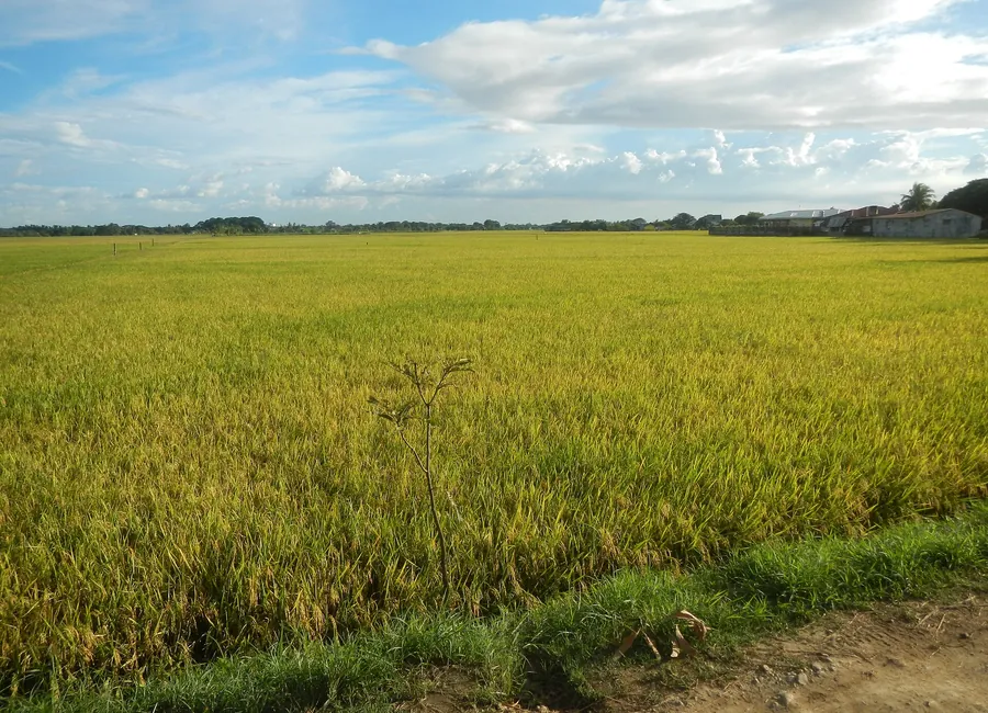 Levelled and irrigated field under crop