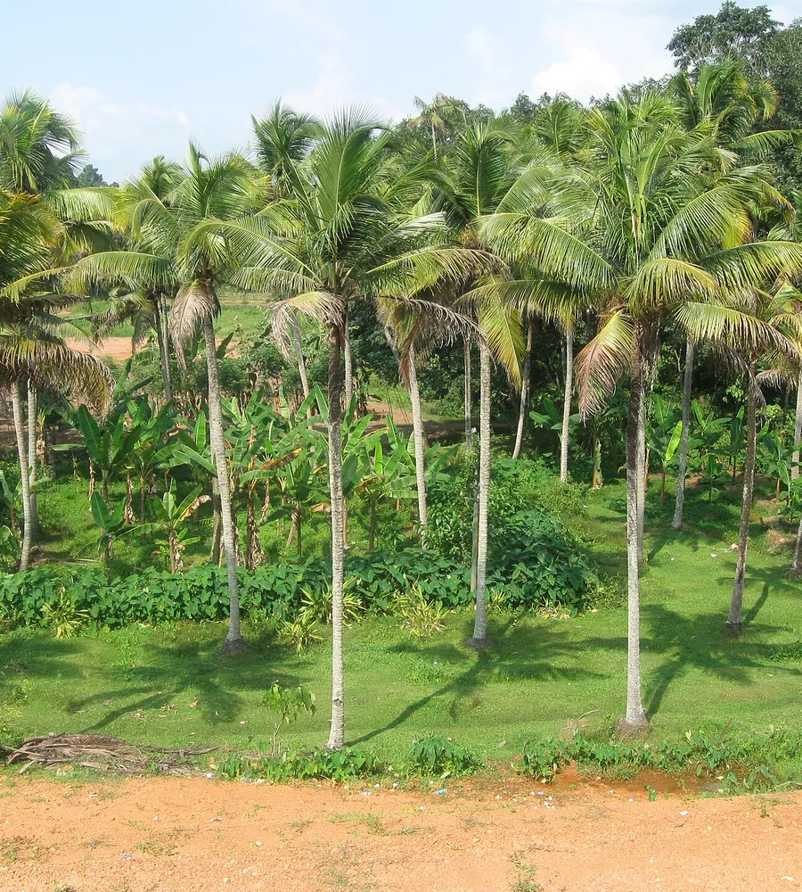 Established coconut estate after development