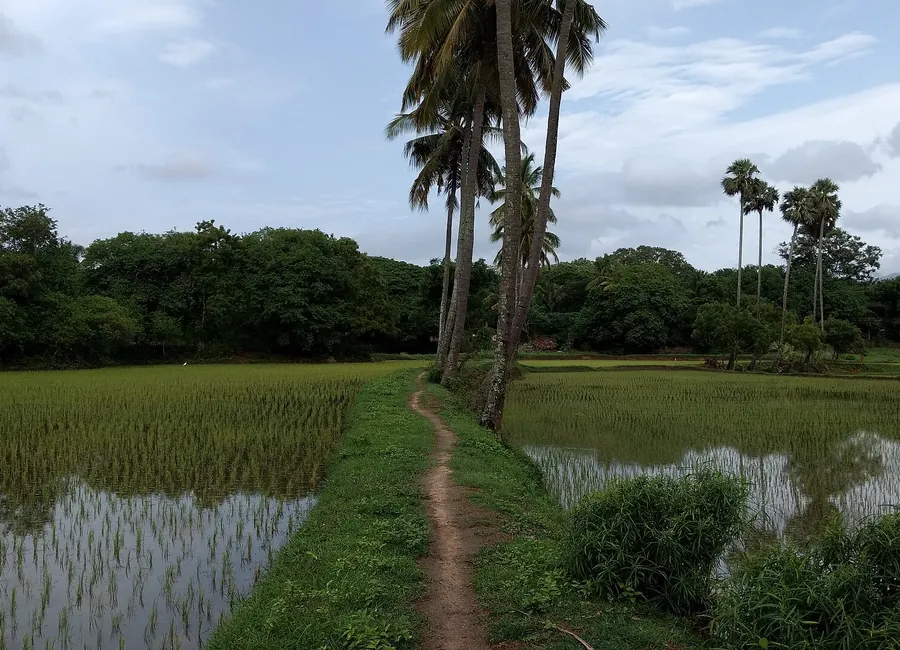 Field path and bunding across farmland