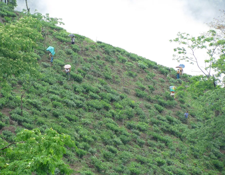 Pluckers working a planted hillside
