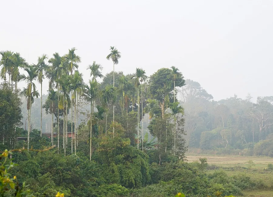 Mature plantation under morning mist