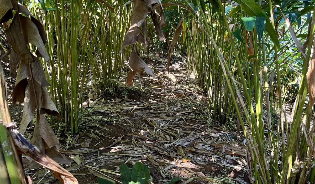 Cardamom plants growing under estate shade canopy