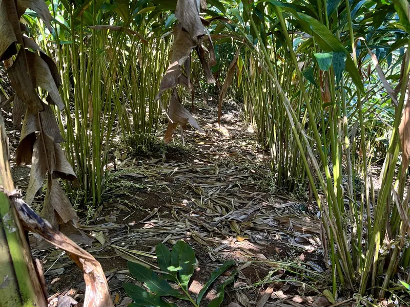 Cardamom plants under estate shade canopy