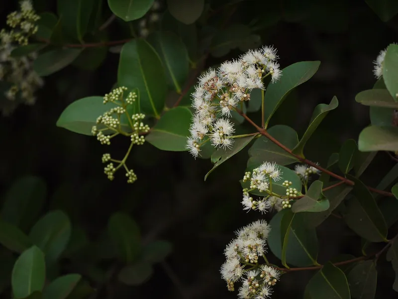 Clove tree foliage in flower
