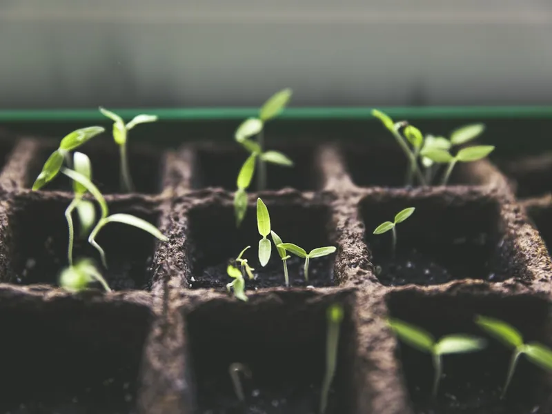 Seedlings established in prepared beds