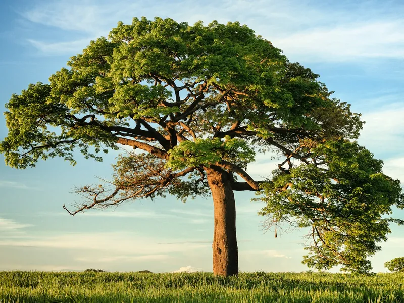 Open estate land with a mature standing tree