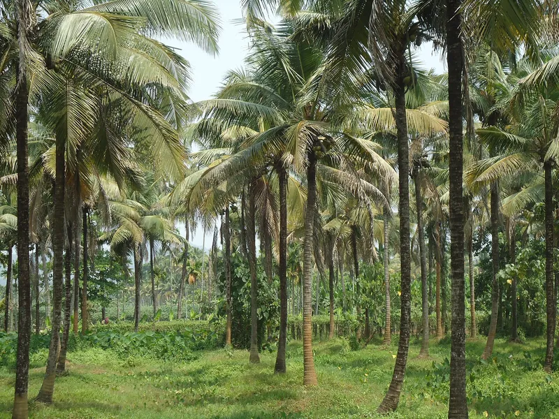 Young plantation established under palms
