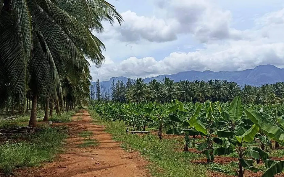 Coconut palms with banana intercrop and the Ghats beyond — Chinnamanur