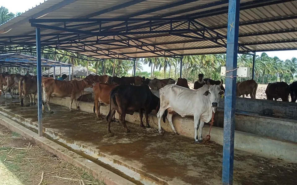 Covered cattle shed and dairy herd — Chinnamanur Coconut Farm